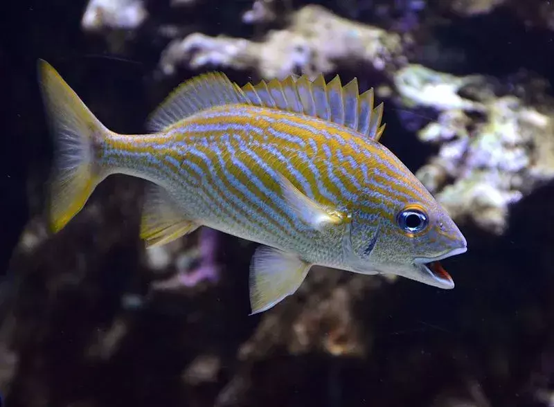 17 интересни факти за рибата Grunter за деца
