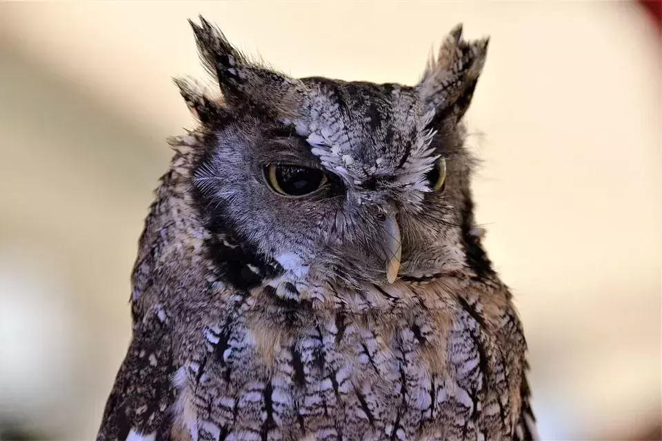 Tropical Screech-Owl: 15 ფაქტი, რომელსაც არ დაიჯერებთ!