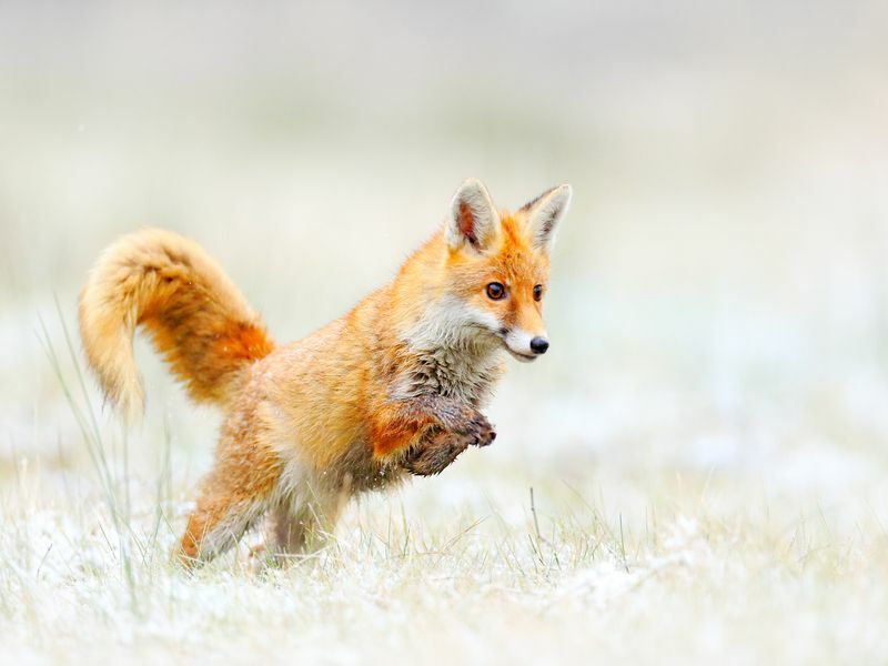 Is A Fox A Dog Jak s nimi souvisí Zábavná fakta, které by měly všechny děti vědět
