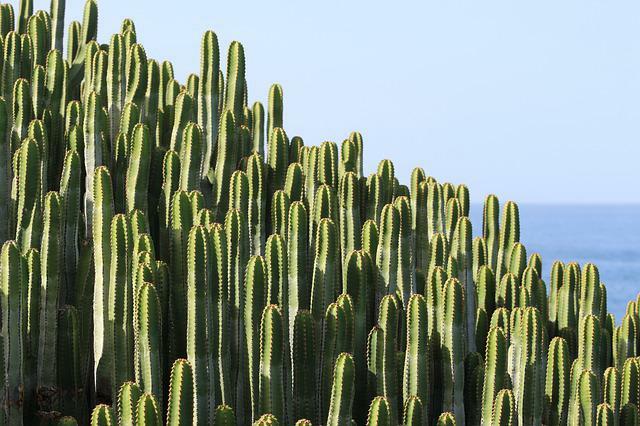 48 имена пустињских биљака за ваше драгоцене бебе биљака