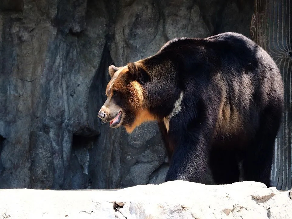 Curiosidades divertidas sobre ursos negros asiáticos para crianças