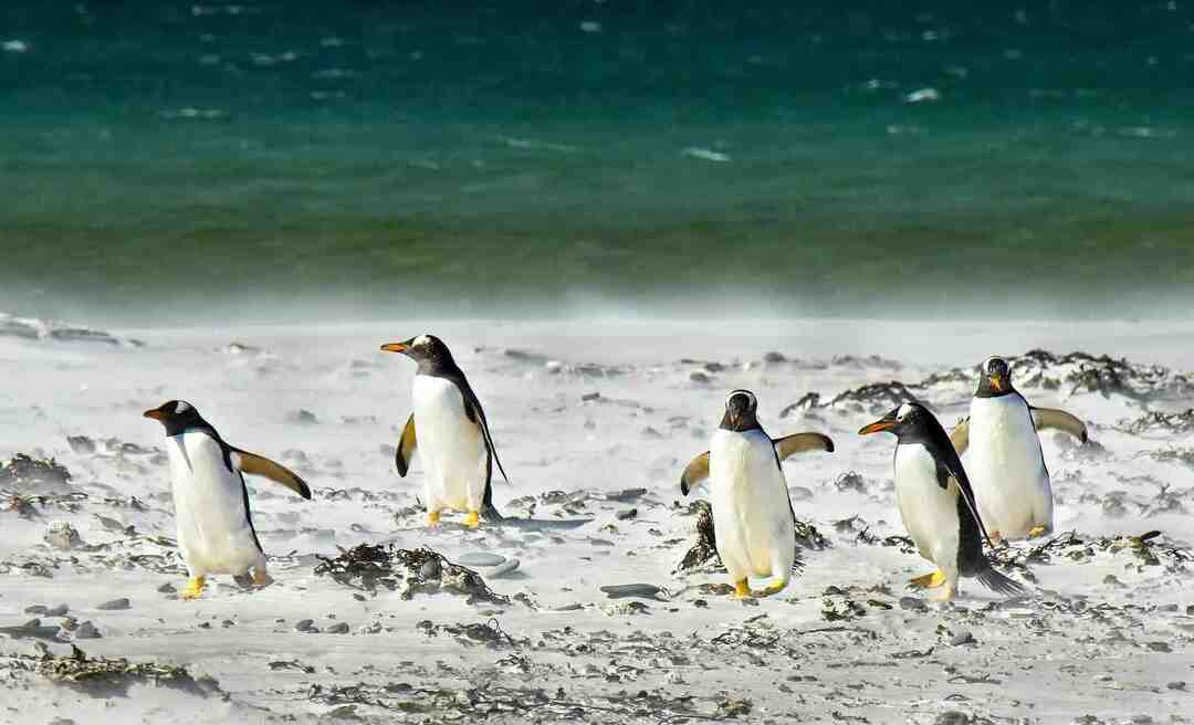 Je tučňák a savec zde S Proč jsou tučňáci nelétaví ptáci