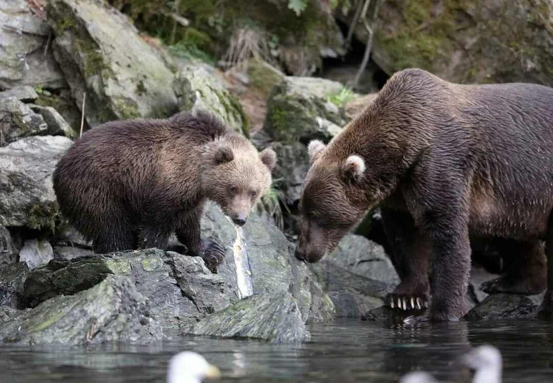Kodiak Bear Weight Wszystko, co musisz wiedzieć o dużych niedźwiedziach