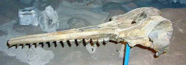 Sadece bir Squalodon'un kafatası ve dişleri keşfedildi.