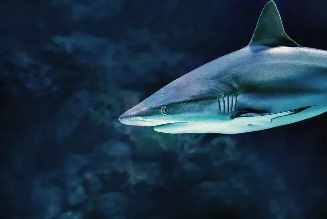 Le saviez-vous? Faits incroyables sur les requins de récif