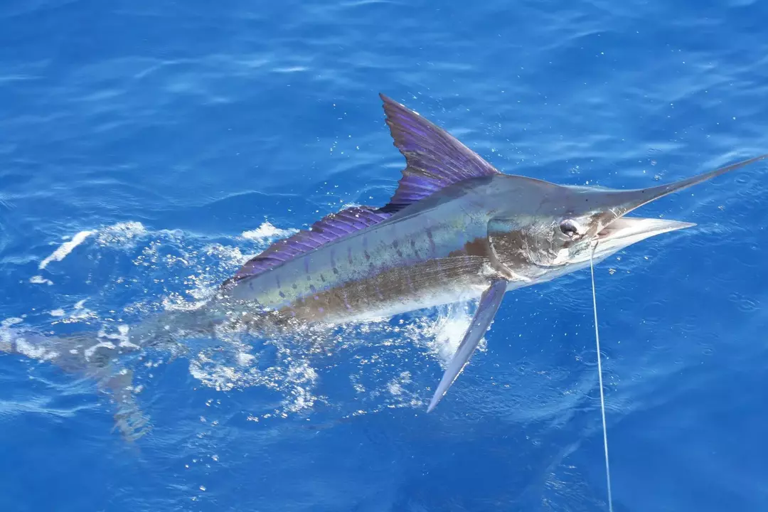 Sailfish vs Marlin: het verschil tussen Billfish onthuld!