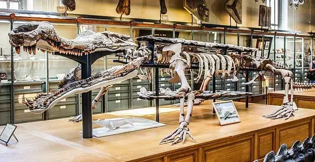 17 faktov o dino-roztočoch sarkosaurus, ktoré budú deti milovať