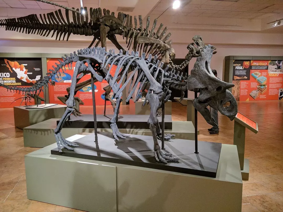 19 datos sobre Dino-mite Yehuecauhceratops que les encantarán a los niños