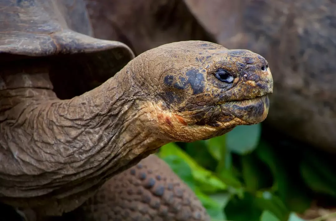 13 дивовижних фактів про черепаху Turtl-ey для дітей