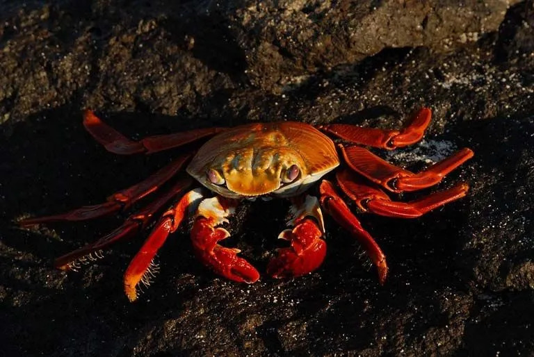 Des faits sur le crabe Sally Lightfoot que vous n'oublierez jamais