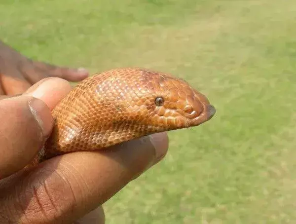 Halen på den indiske sandboaen ligner hodet og gir slangen et dobbelthodet utseende!