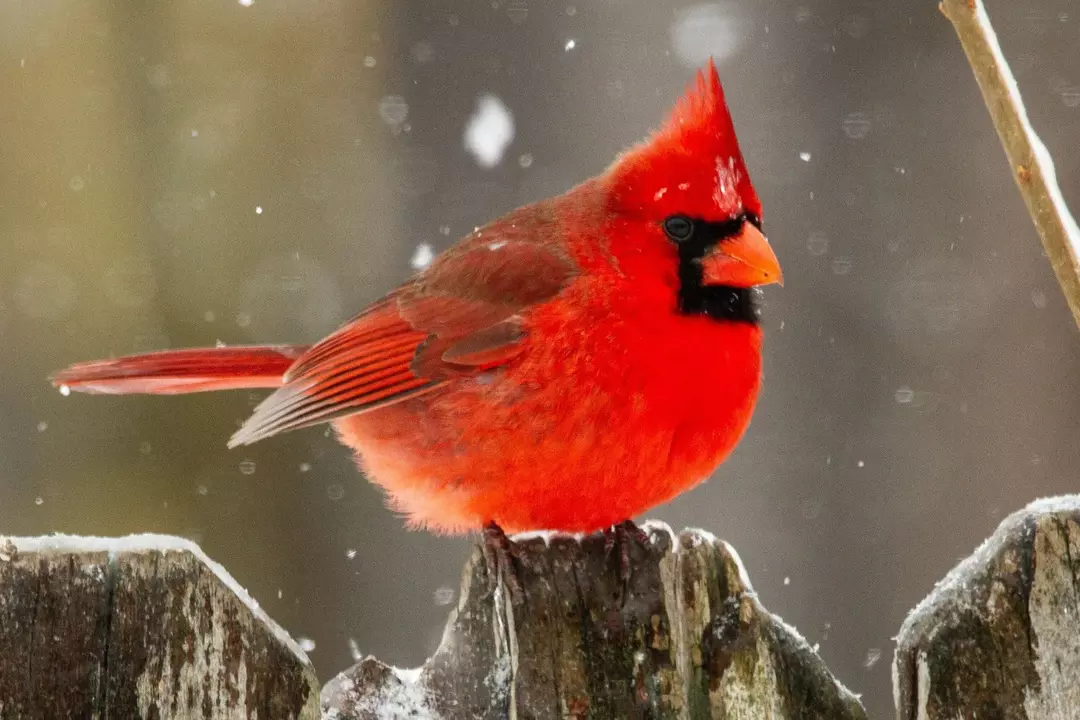 Birds of Pennsylvania: สำรวจข้อเท็จจริงเกี่ยวกับนกสำหรับเด็ก