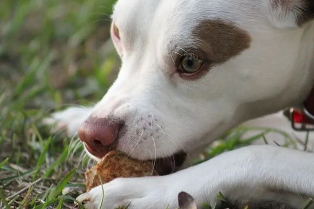 Fatos de alimentação Clawsome explicados Os cães podem ter caranguejo