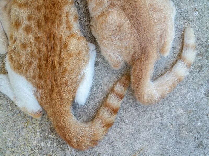 Четене на вашето коте Защо котките махат с опашки, докато лежат