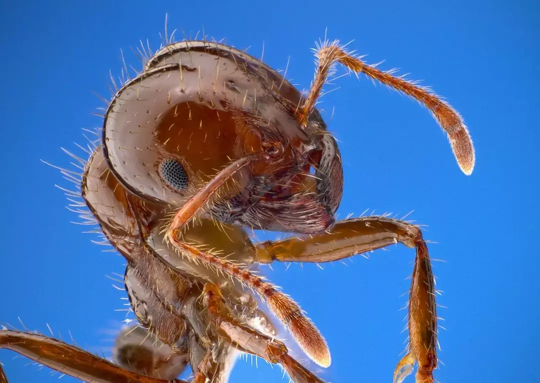 15 ugnies skruzdėlių faktų, kurių niekada nepamiršite