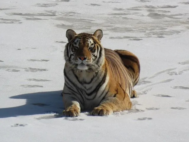 El tamaño del tigre siberiano lo convierte en el tigre más grande del mundo.