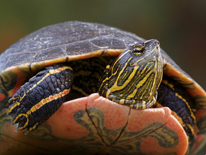 Combien de temps les tortues peintes vivent-elles en s'occupant de votre tortue apprivoisée