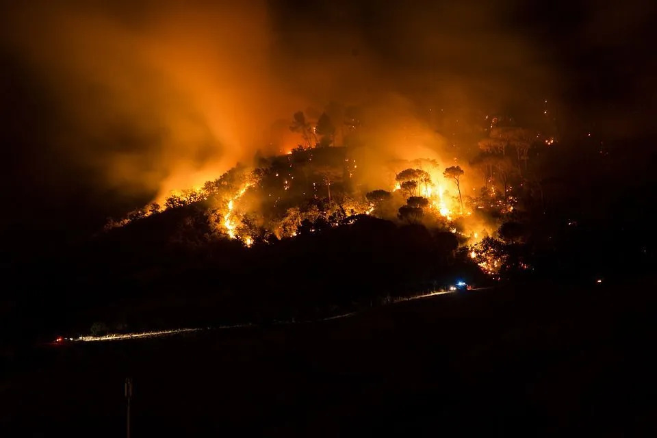 Presenetljiva dejstva o gozdnih požarih za vse ljubitelje narave