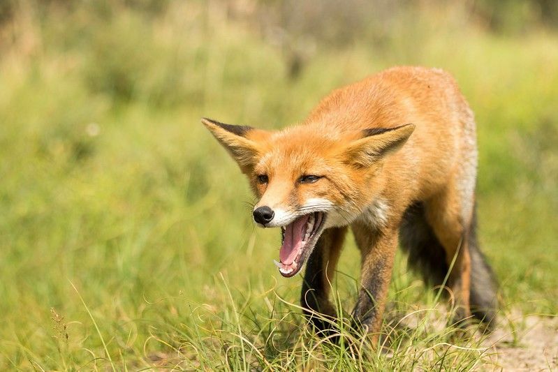 Por que as raposas gritam fatos interessantes que você não sabia