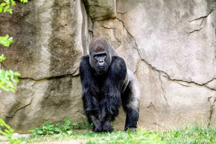 Zabavna dejstva o gorilah, vključno z dejstvi o gorskih gorilah za ljubitelje živali.