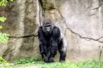 Lustige Fakten über Gorillas für Kinder