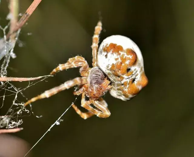 Zabawne fakty o pająkach Bolas dla dzieci