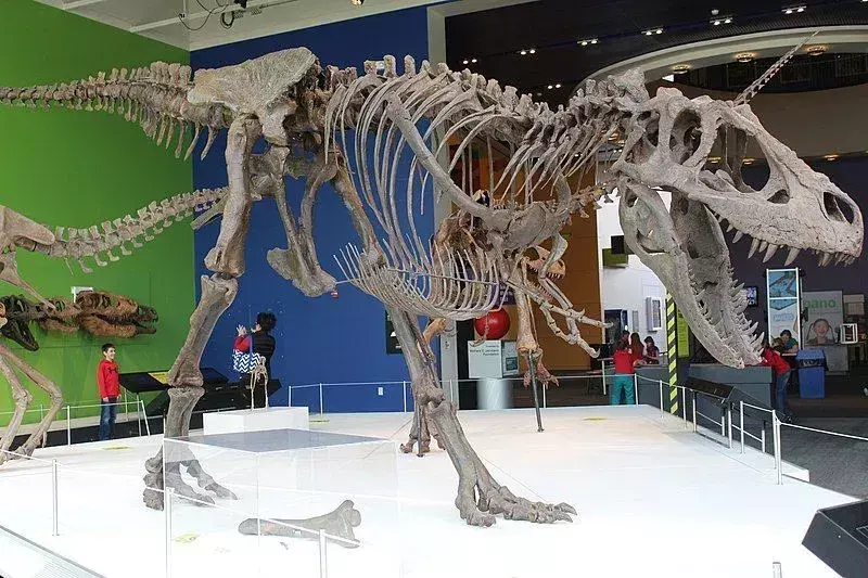 Information og fakta om Daspletosaurus er morsomt!