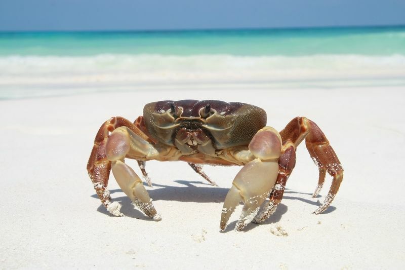 Combien de pattes les crabes ont-ils des faits sans griffes que vous ne savez peut-être pas