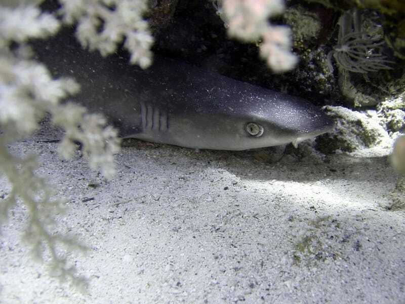 Morsomme Oceanic Whitetip Shark Fakta for barn