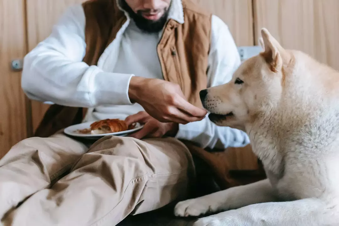 Pot câinii să mănânce crusta de pizza? Țineți acea felie de pizza departe!