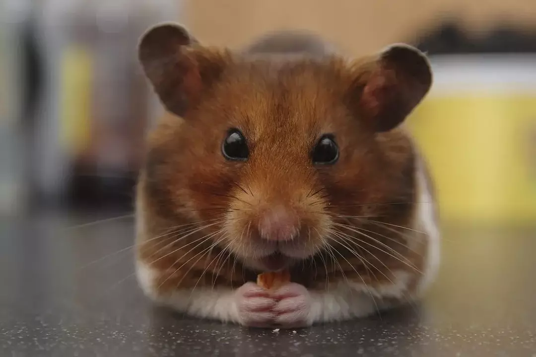 Ras hamster suriah membutuhkan lingkungan kandang yang kondusif untuk kesehatannya.
