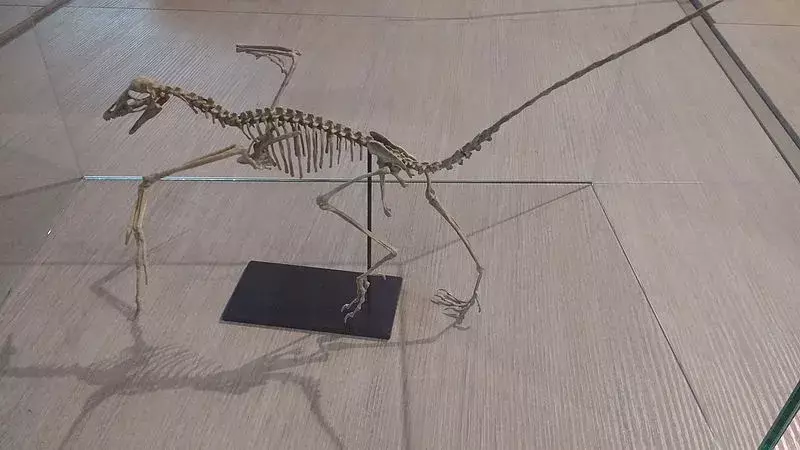 19 Verbazingwekkende feiten over de Archaeopteryx voor kinderen