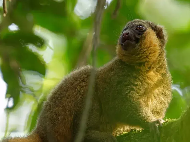 Golden Bamboo Lemur: 19 feiten die je niet zult geloven!