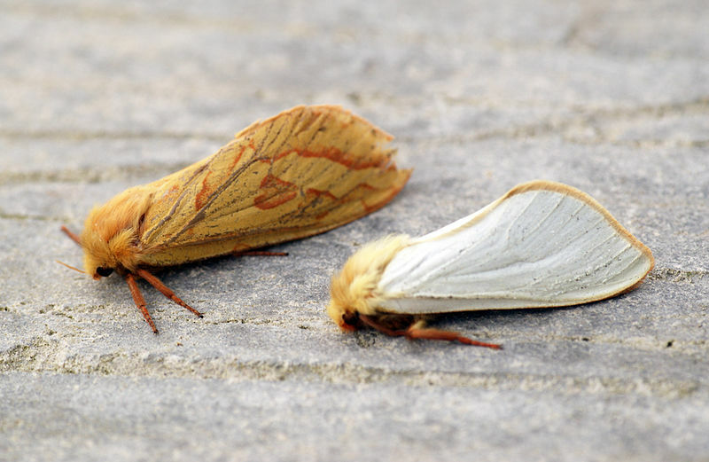 Ali si vedel? Neverjetna dejstva o Ghost Moth