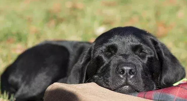 Å sove for mye kan indikere alvorlige problemer med hundens søvnplan.
