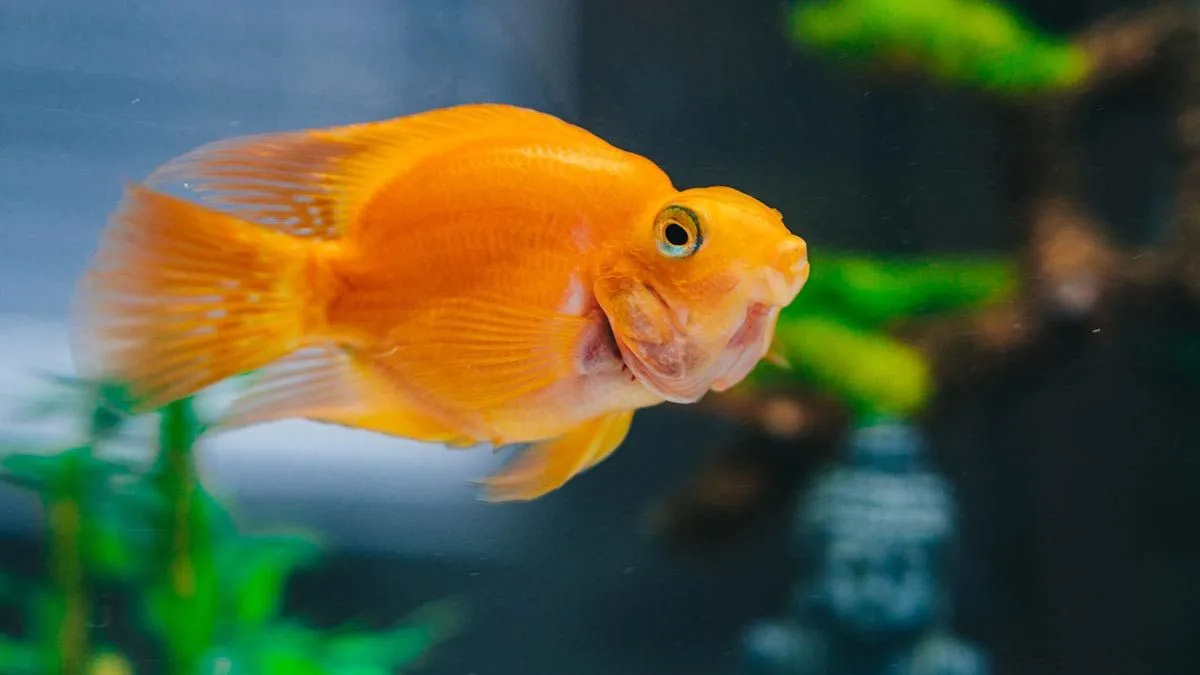 45 de nume grozave de pești de aur pentru animalul tău de companie
