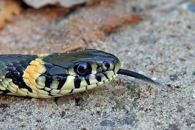 Проверьте эти действительно крутые факты о водяных змеях Бразоса