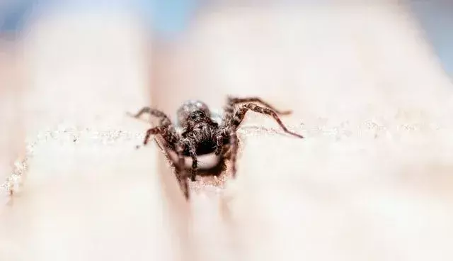 Zabavna dejstva o volčjih pajkih za otroke