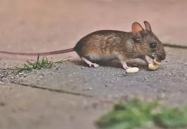 Mouse Tail: Interessante fakta vi vedder på at du ikke visste