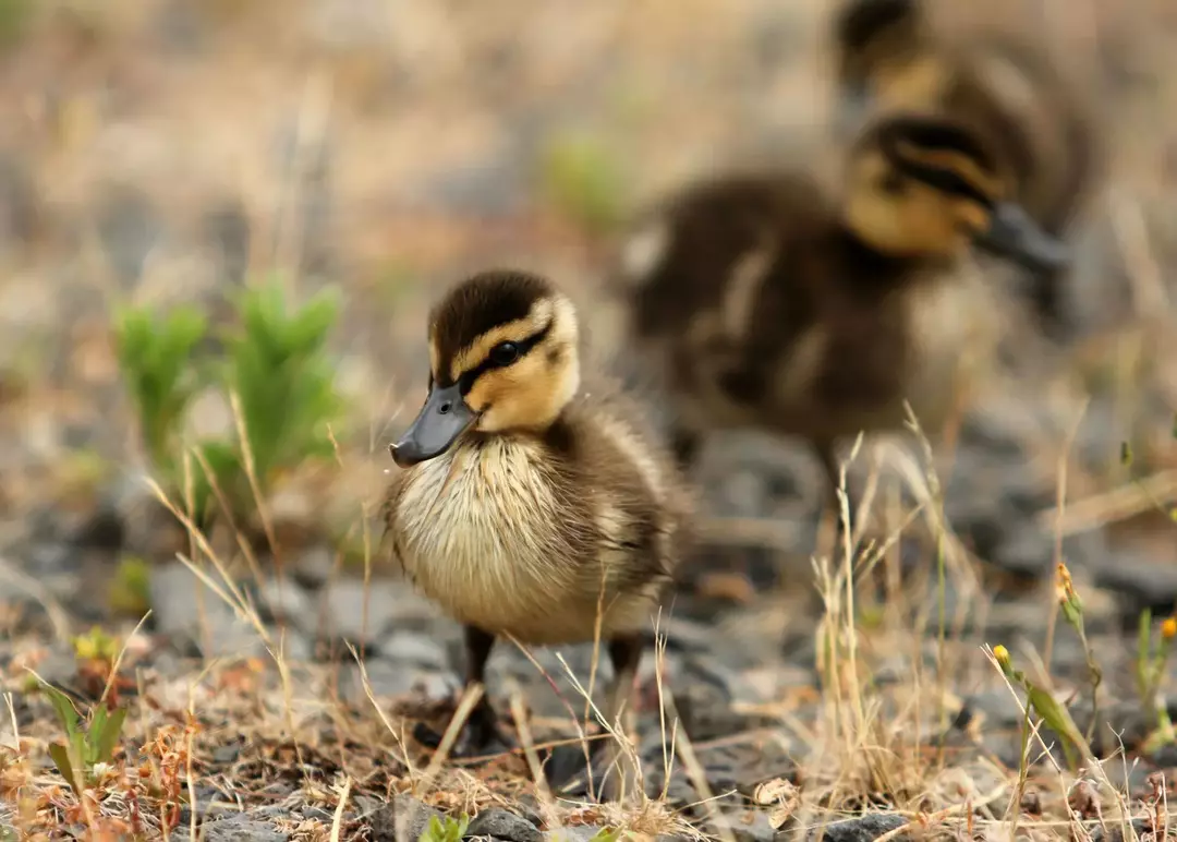 Raising Ducklings 101: Hvordan ta vare på babyender?