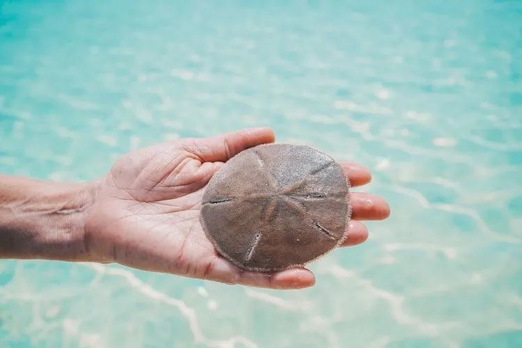 Deze feiten over zanddollars geven een beeld van het zeeleven van deze soorten die verwant zijn aan zee-egels.