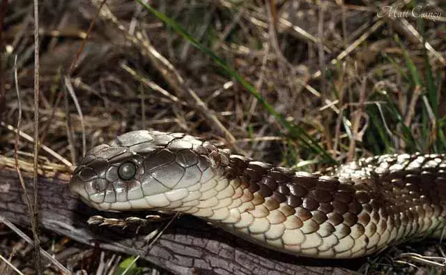 Тигрова змия: 21 факта, на които няма да повярвате!
