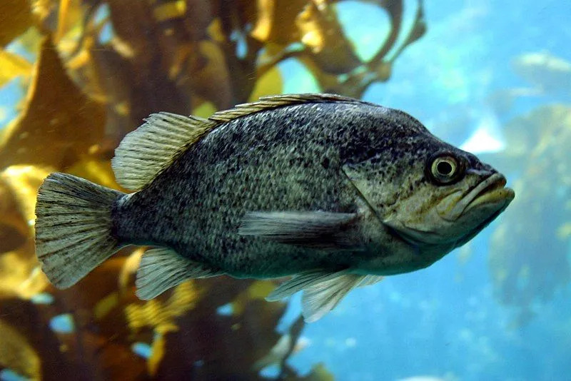 Morsomme Kelp Rockfish-fakta for barn