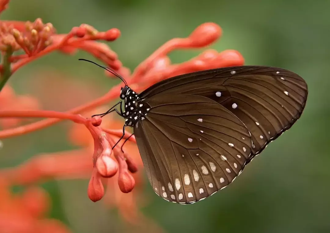 나비는 어디에 살고 있습니까? 나비의 은신처 식별
