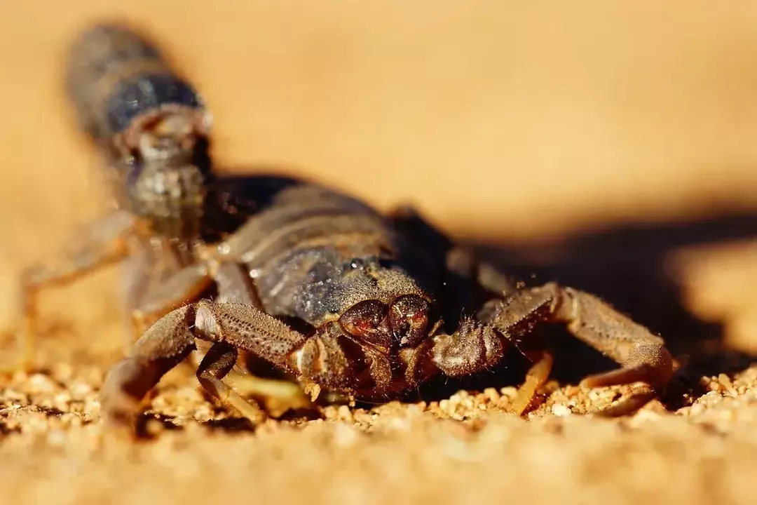 Kan skorpioner drepe deg? Kan du overleve et skorpionstikk?