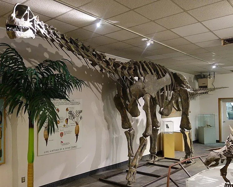 ข้อเท็จจริง Moabosaurus ที่หายากเหล่านี้มีให้เด็ก ๆ ได้เพลิดเพลิน