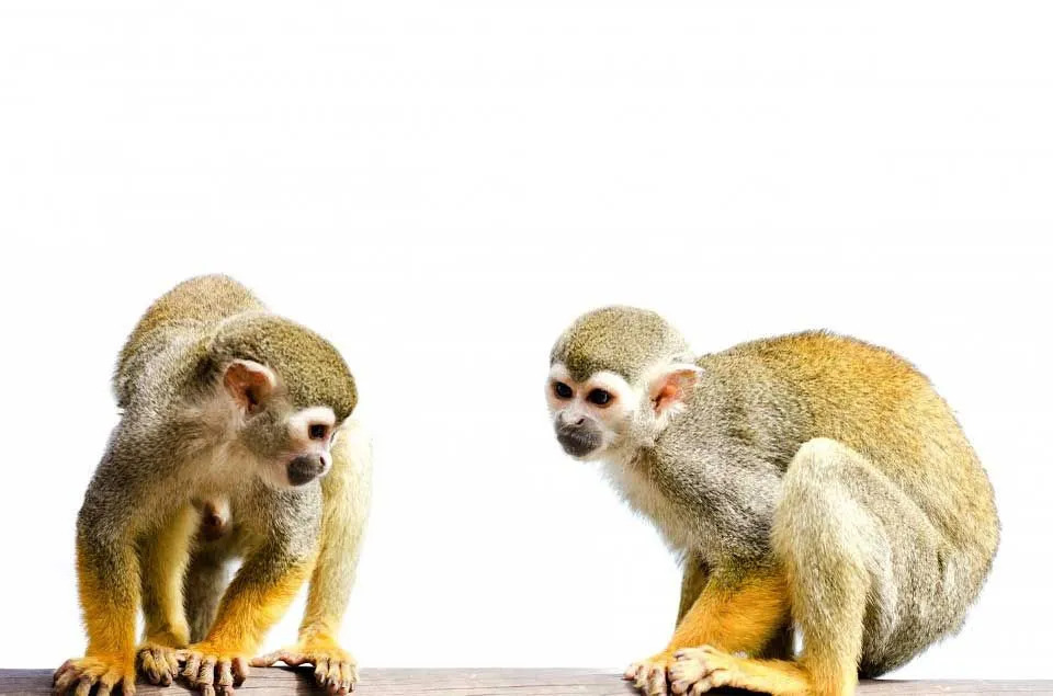 Morsomme New World Monkeys Fakta for barn