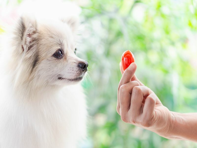 Kan hunder spise tomat som mater frukt og grønnsaker til valpen din