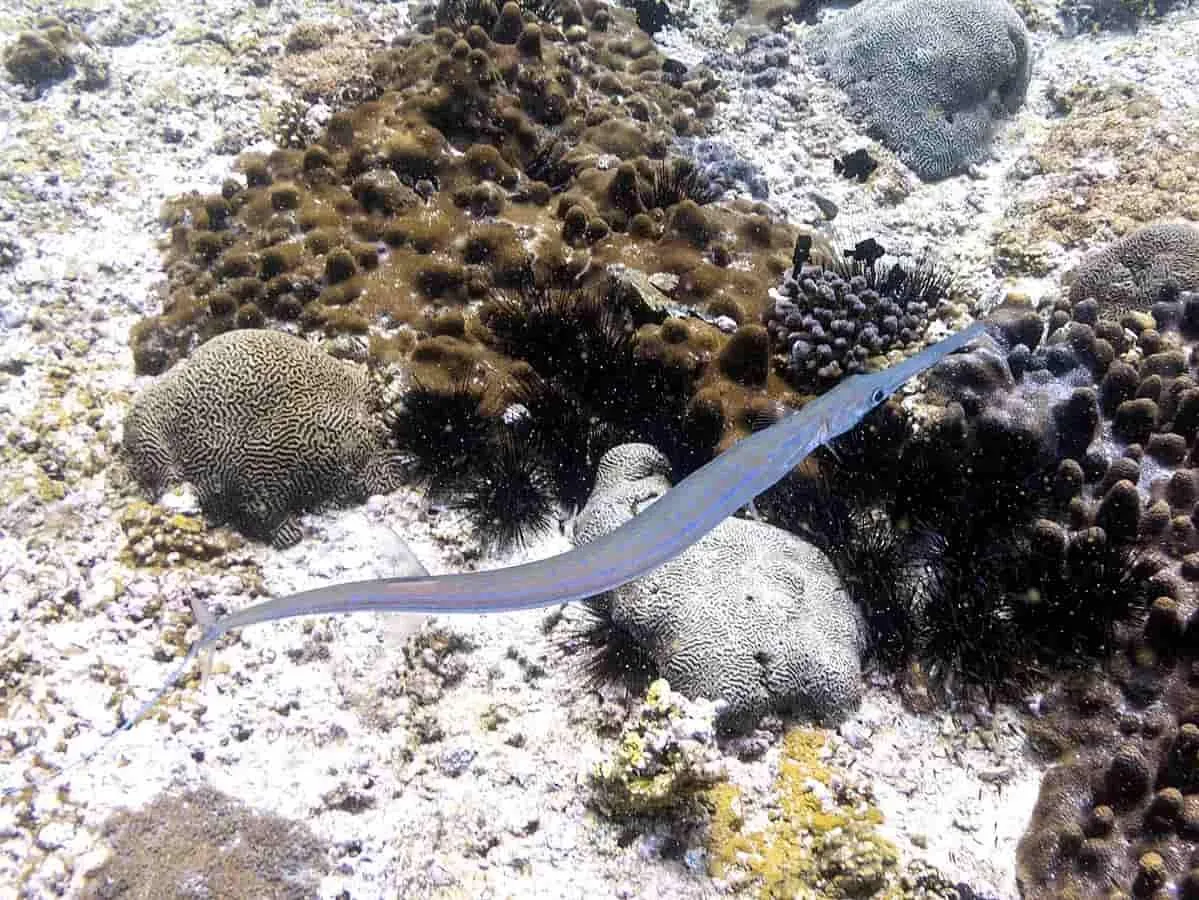 Fin-tastic Facts About The Needlefish For Kids