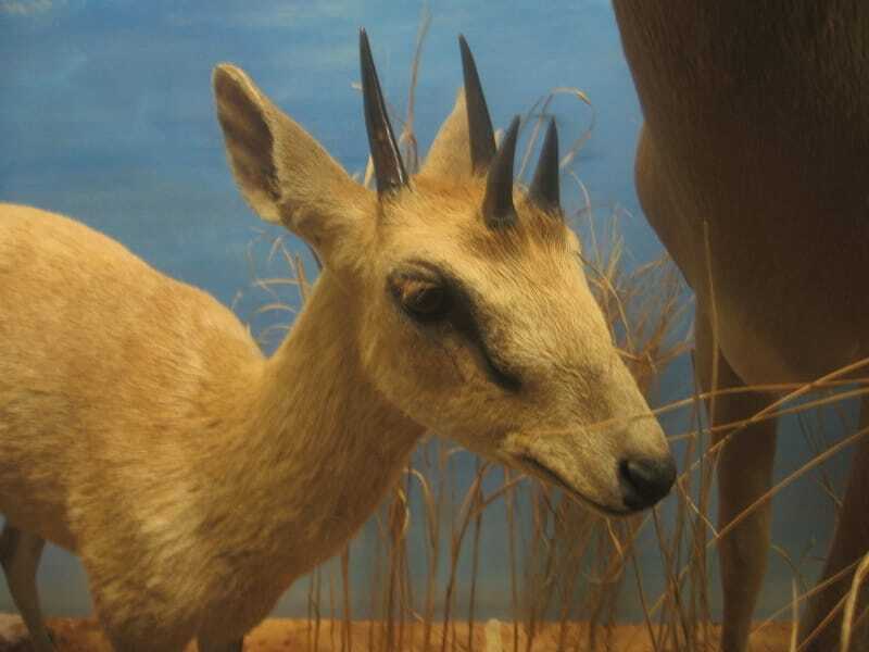 Linksmi keturragių antilopių faktai vaikams